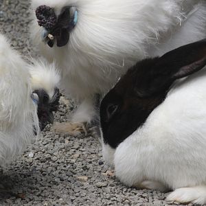 Silkie chickens and Domestic Rabbit