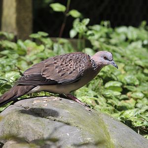 Spotted Dove