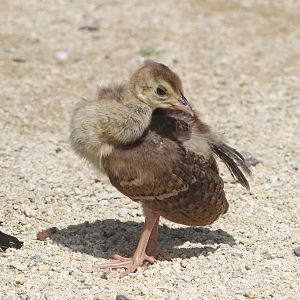 Indian Peafowl chick