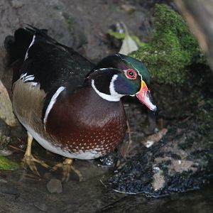 Carolina Wood Duck drake