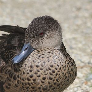 Grey Teal