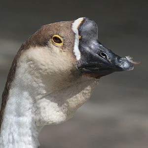 Domestic Chinese Goose