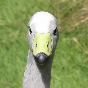 Cape Barren Goose