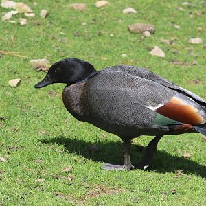 Paradise Shelduck drake