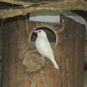 Java Sparrow white morph