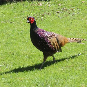 Common / Ring-necked Pheasant male