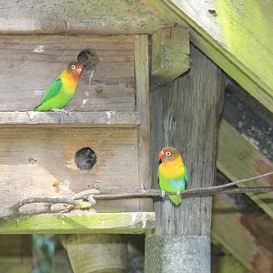 Masked x Fischer's hybrid lovebirds