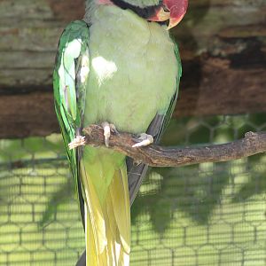 Alexandrine Parakeet