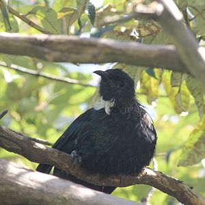 Tui