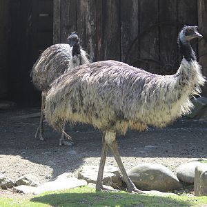 Emus