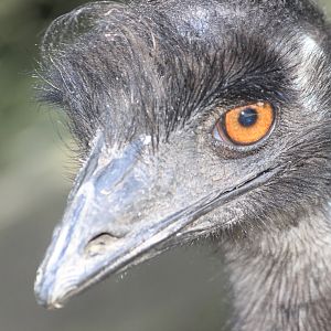 Emu