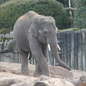 Asian elephant young bull 'Anjan'