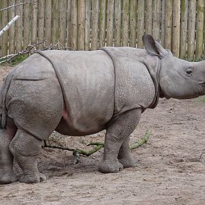 Greater one-horned rhinoceros calf