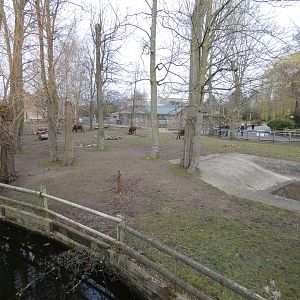 Congo buffalo enclosure