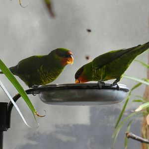 Mindanao lorikeet