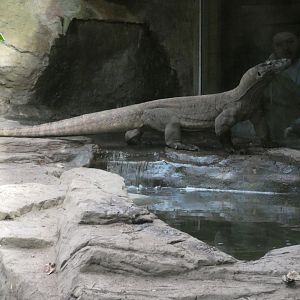 Komodo dragon