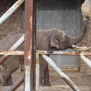 Asian elephant bull 'Aung Bo'