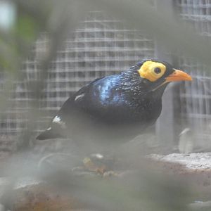 Yellow-faced mynah