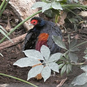 Malay crestless fireback