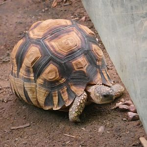 Ploughshare tortoise