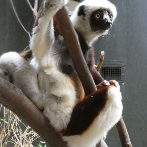 Coquerel's sifaka female