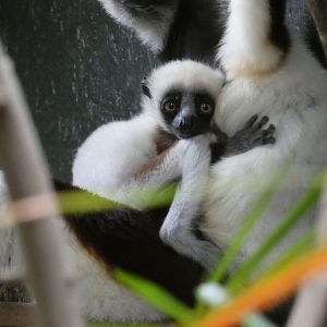 Coquerel's sifaka youngster