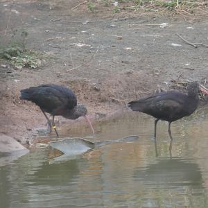 Puna ibis