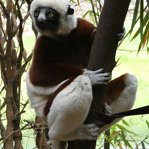 Coquerel's sifaka male