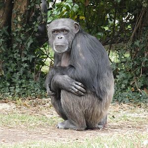 Western chimpanzee 'ZeeZee'