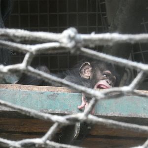 Western chimpanzee youngster 'Jeff'