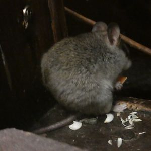 Acacia rat