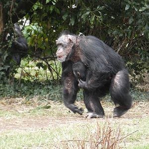 Western chimpanzees 'Sally' and 'Jeff'