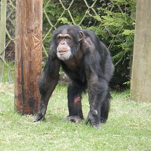 Western chimpanzee 'Eric'