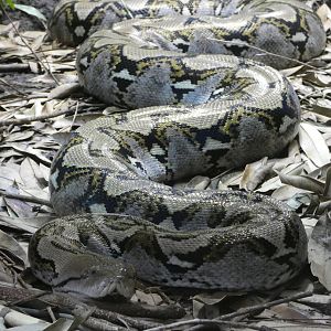 Reticulated python