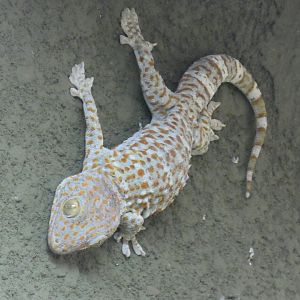Tokay gecko