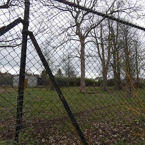 Lowland anoa paddock