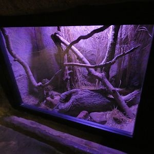 Barbary striped grass mouse enclosure