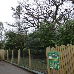 Pied tamarin and southern tamandua outdoor enclosure