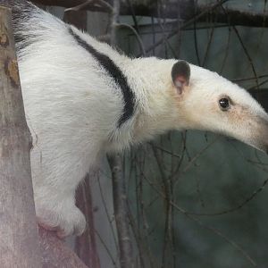 Southern tamandua