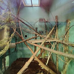 Southern tamandua indoor enclosure