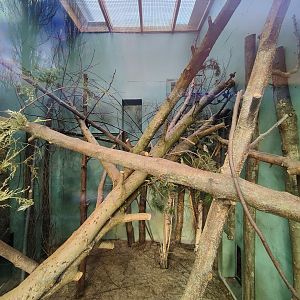 Southern tamandua indoor enclosure (2)