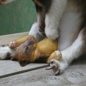 Goodfellow's tree kangaroo joey