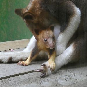 Goodfellow's tree kangaroo joey