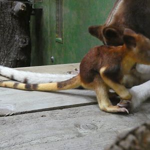 Goodfellow's tree kangaroo joey out of pouch