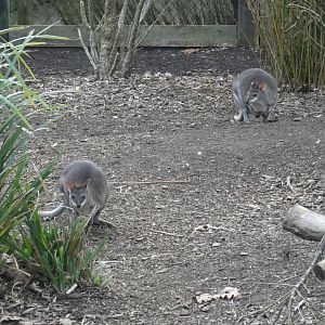 Dusky pademelon