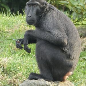 Sulawesi crested macaque