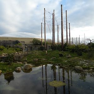 Sulawesi crested macaque enclosure