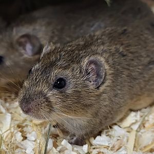 Lemming species 1 ID