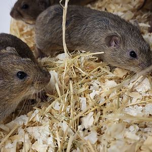 Lemming species 1 ID