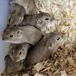 Lemming species 2 ID